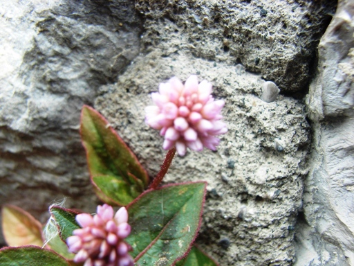 Persicaria capitata / Poligono capitato